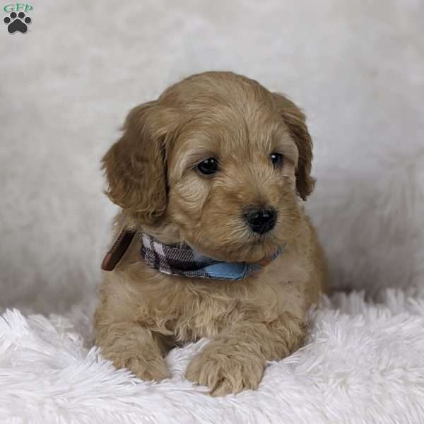 Romeo, Mini Goldendoodle Puppy